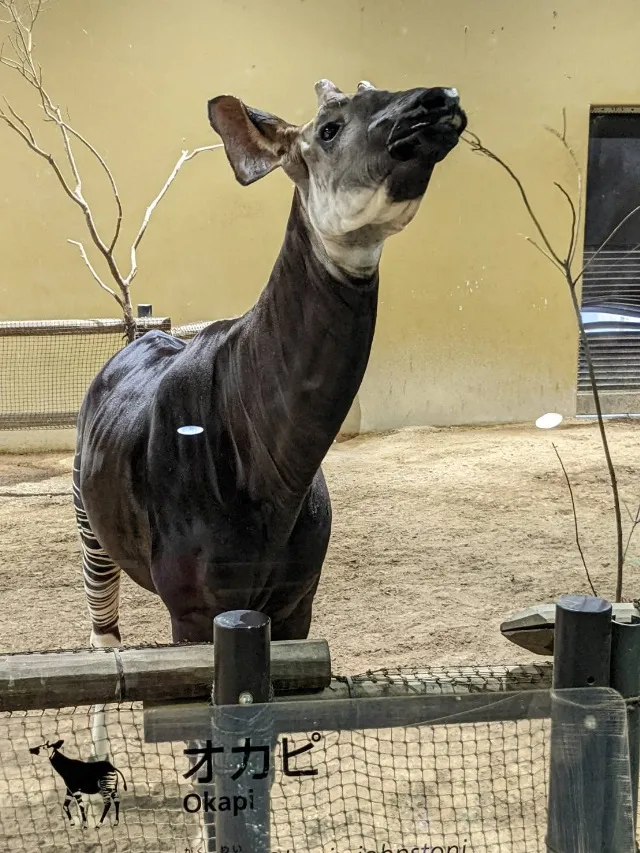 よこはま動物園ズーラシアを2時間でグルっと一周してきました！【後編】2